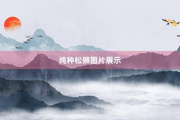 纯种松狮图片展示